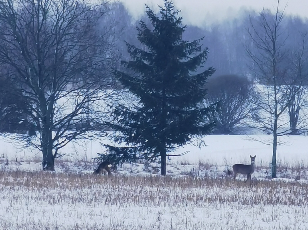 Nature tours in Helsinki region景点图片