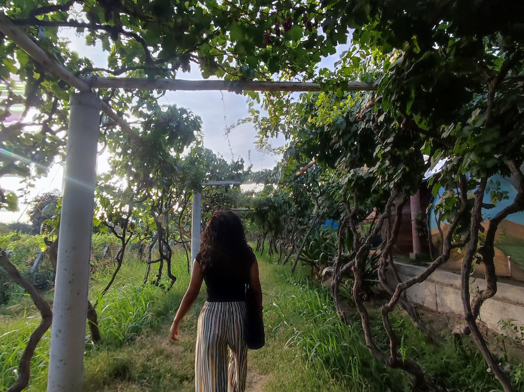 Bodega Y Viñedo Sotelo-伊卡必去景点