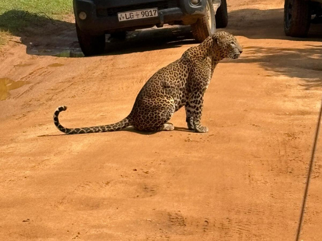Yala Shenu Safari Tours & Taxi Service-蒂瑟默哈拉默必去景点