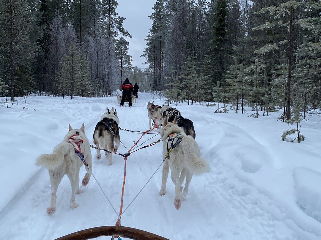 Arctic Borealis Huskies-Ranua必去景点