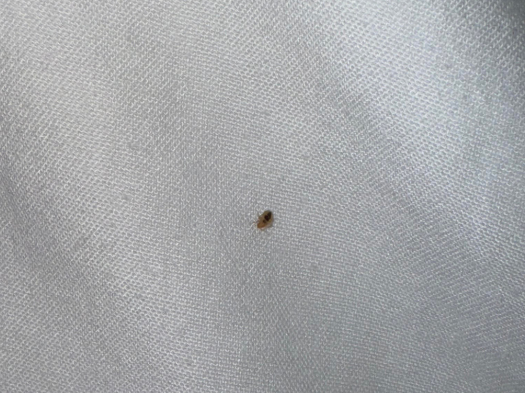 Springhill Suites by Marriott Chattanooga South/Ringgold, GA主图