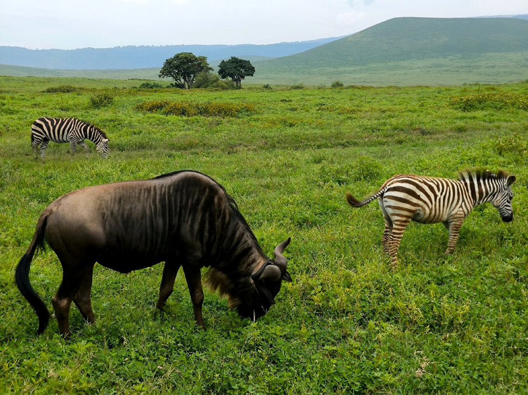 Emmy Safaris & Tours-Iringa必去景点