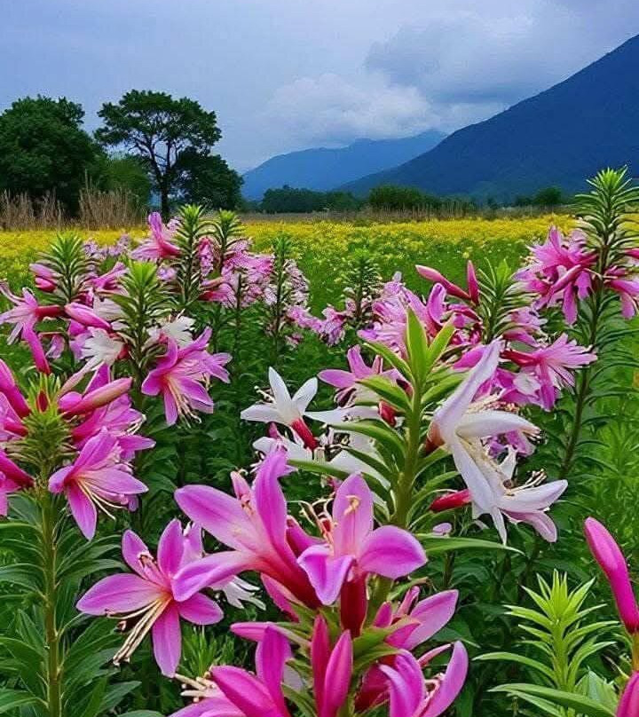 Casa Tropicana主图