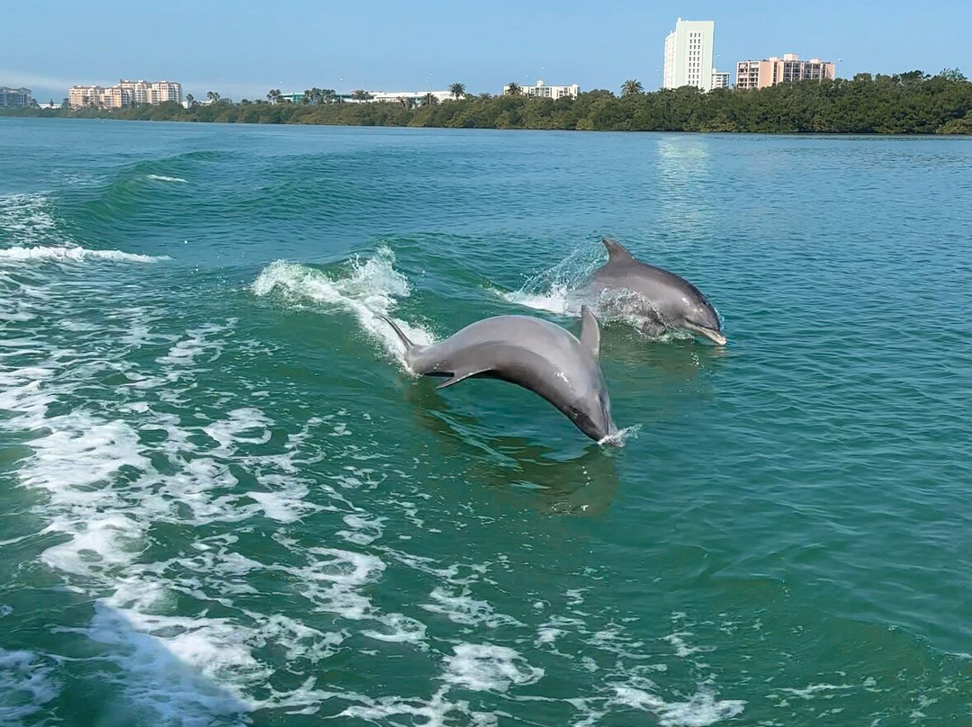 Little Toot Dolphin Adventure-克利尔沃特必去景点