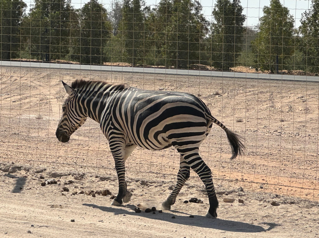 Sir Bani Yas Cruise Beach-萨巴尼亚岛必去景点