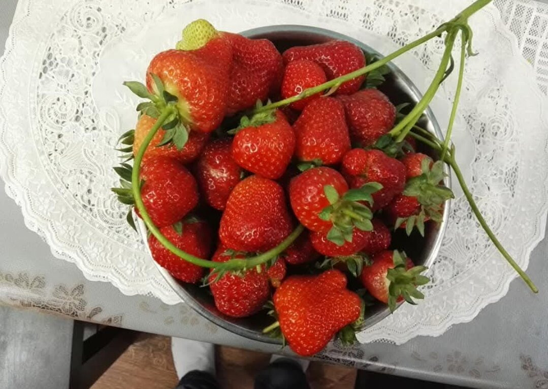 Albohayra Farm-Jahra必去景点