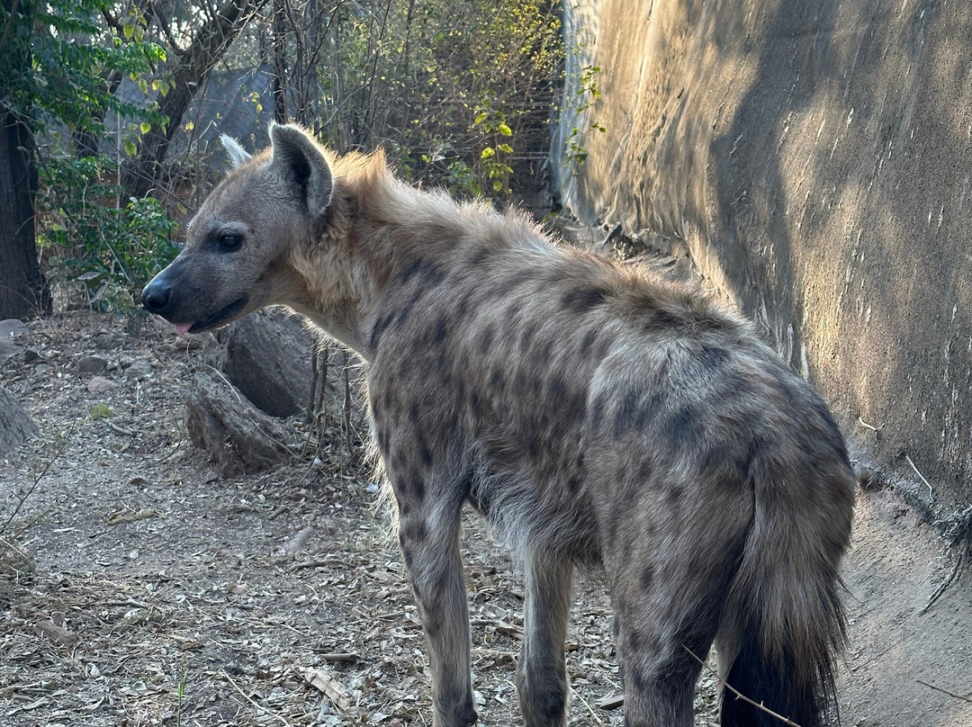 Chipangali Wildlife Orphanage and Research Centre景点图片