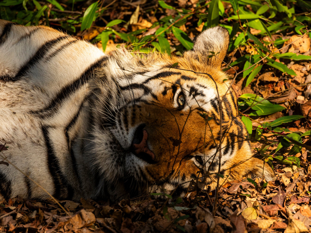 Tadoba Safari Stay