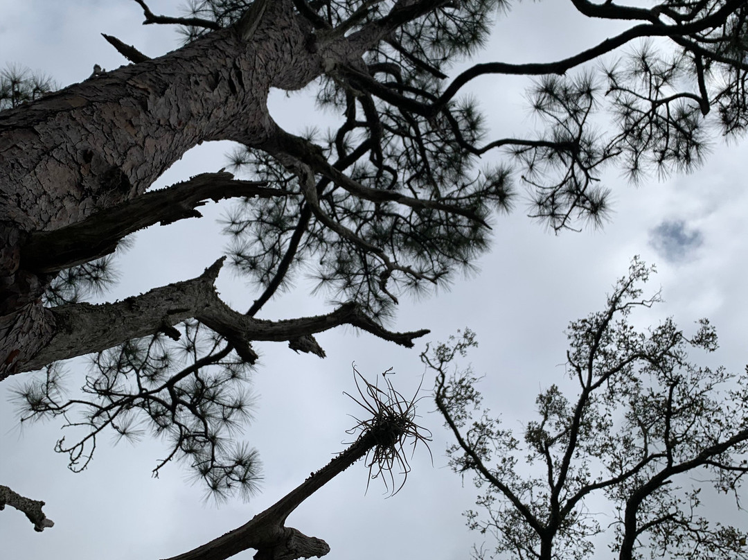 Frenchman's Forest Natural Area-棕榈滩花园必去景点