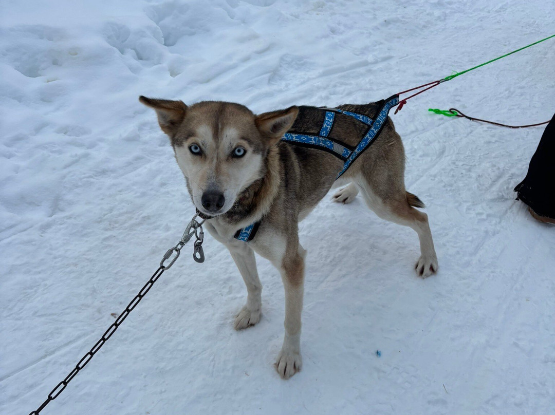 Taigausko Husky Experience-伊纳里必去景点