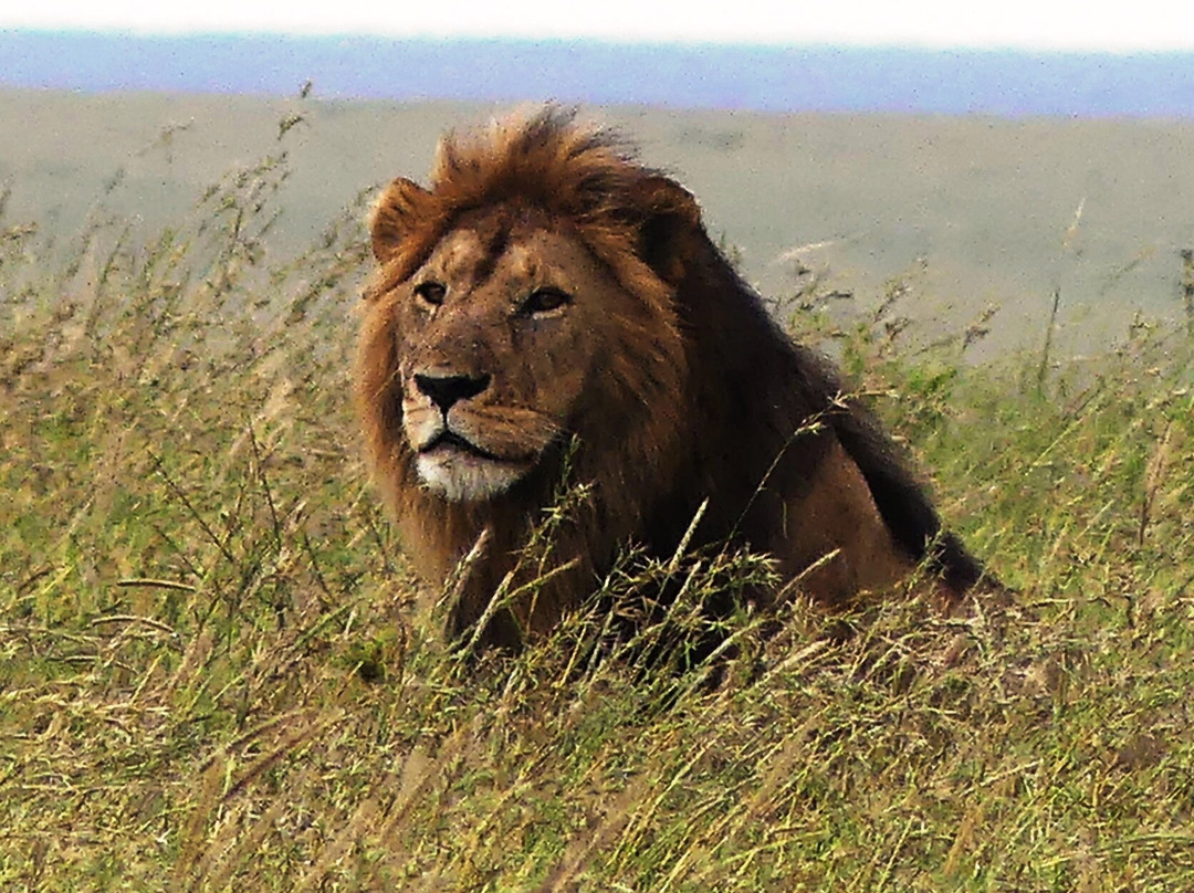 Bienvenido Kenya Tours and Safaris景点图片