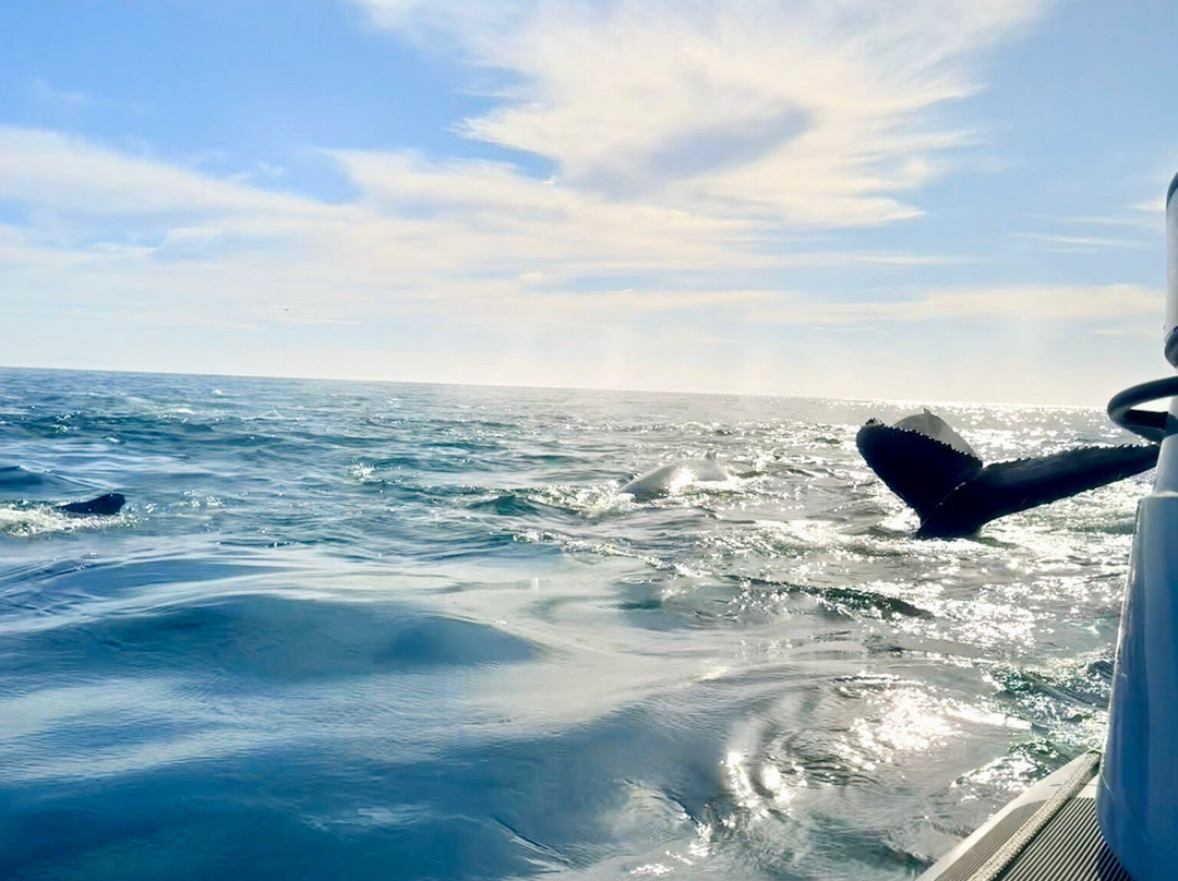 Whale Expedition SA-Yzerfontein必去景点