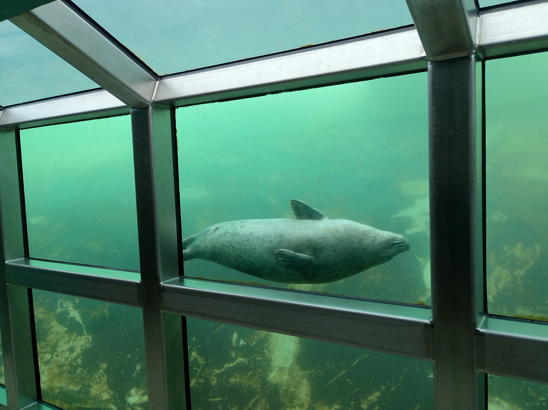 Seehundstation Friedrichskoog景点图片