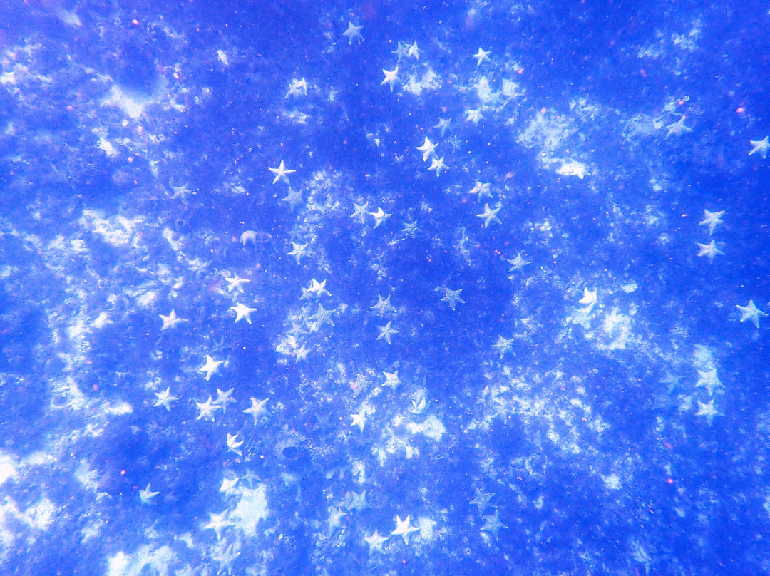 Deep Turtle Plongee-Les Anses d'Arlet必去景点