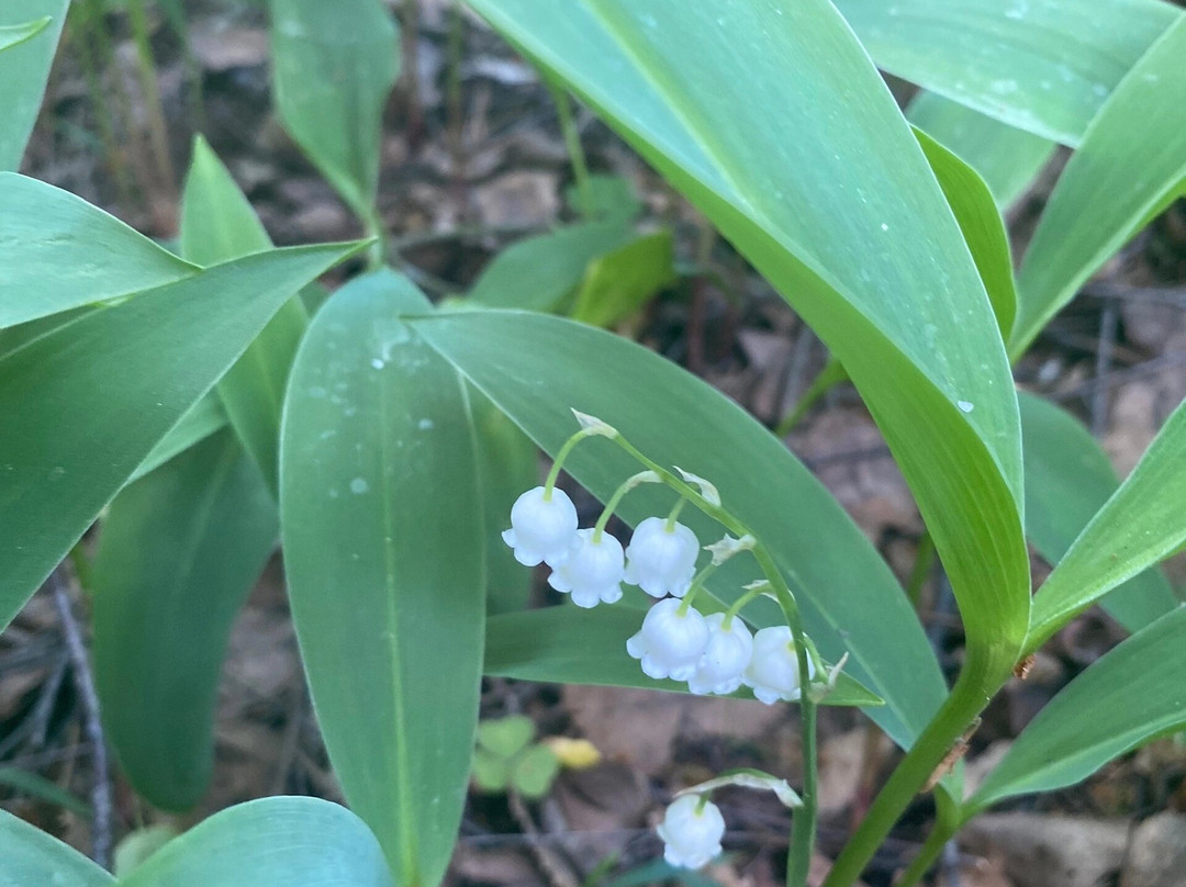 Garden Bode景点图片