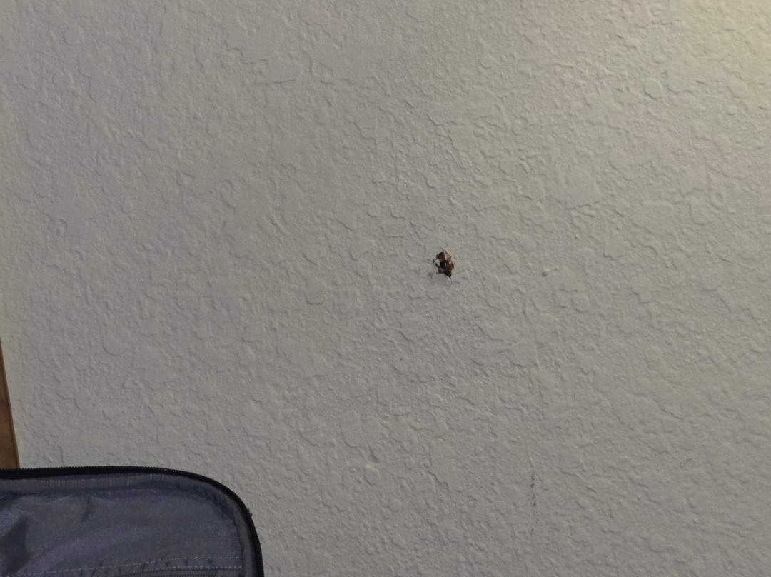 Best Western Plus Flagler Beach Area Inn & Suites主图