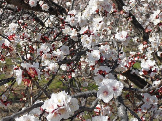 The Plum Tree B&B主图