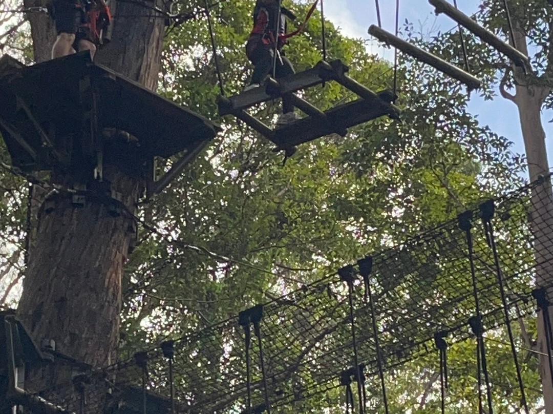 TreeTop Challenge景点图片