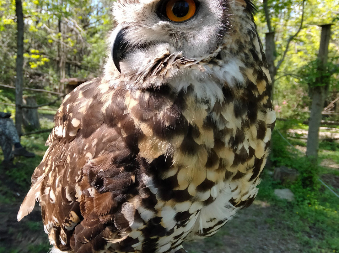 Asd Royal Falconry - Raptor Woods景点图片