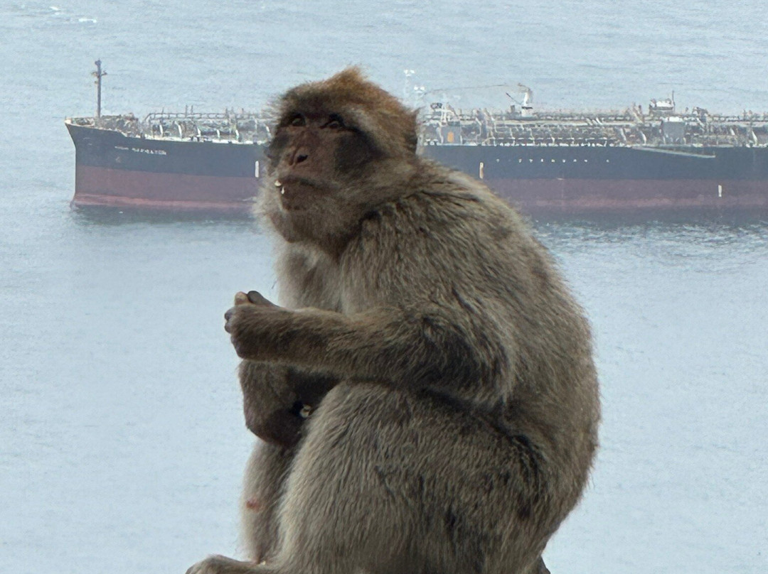 Gibraltar Upper Rock Nature Reserve-直布罗陀必去景点