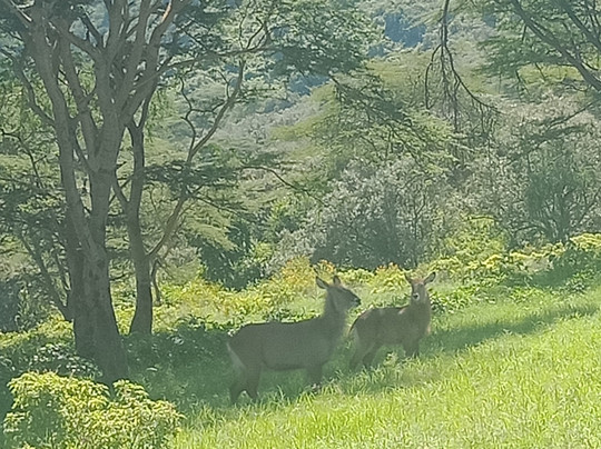 Azizi Africa Luxury Safaris-Karen必去景点