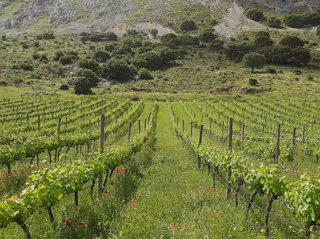 Bodega Gross Hermanos-安特克拉必去景点