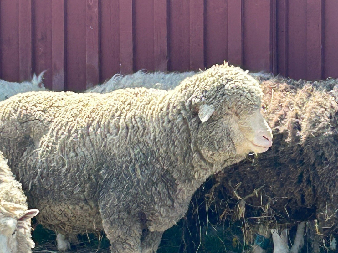 Farm Sanctuary-沃特金斯格伦必去景点