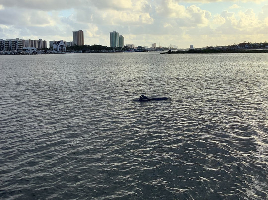 Cruise Orange Beach Dolphin Cruises-橙色海湾必去景点