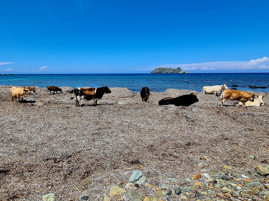 Plage de Barcaggio-Rogliano必去景点