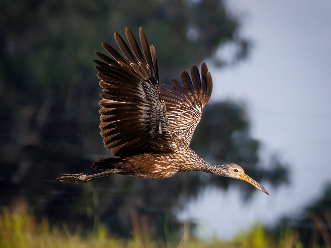 Lowcountry Photo Safaris-博福特必去景点