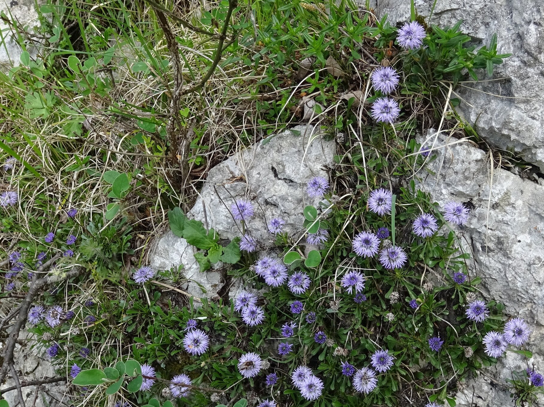 Alpine Botanical Garden Juliana-Trenta必去景点