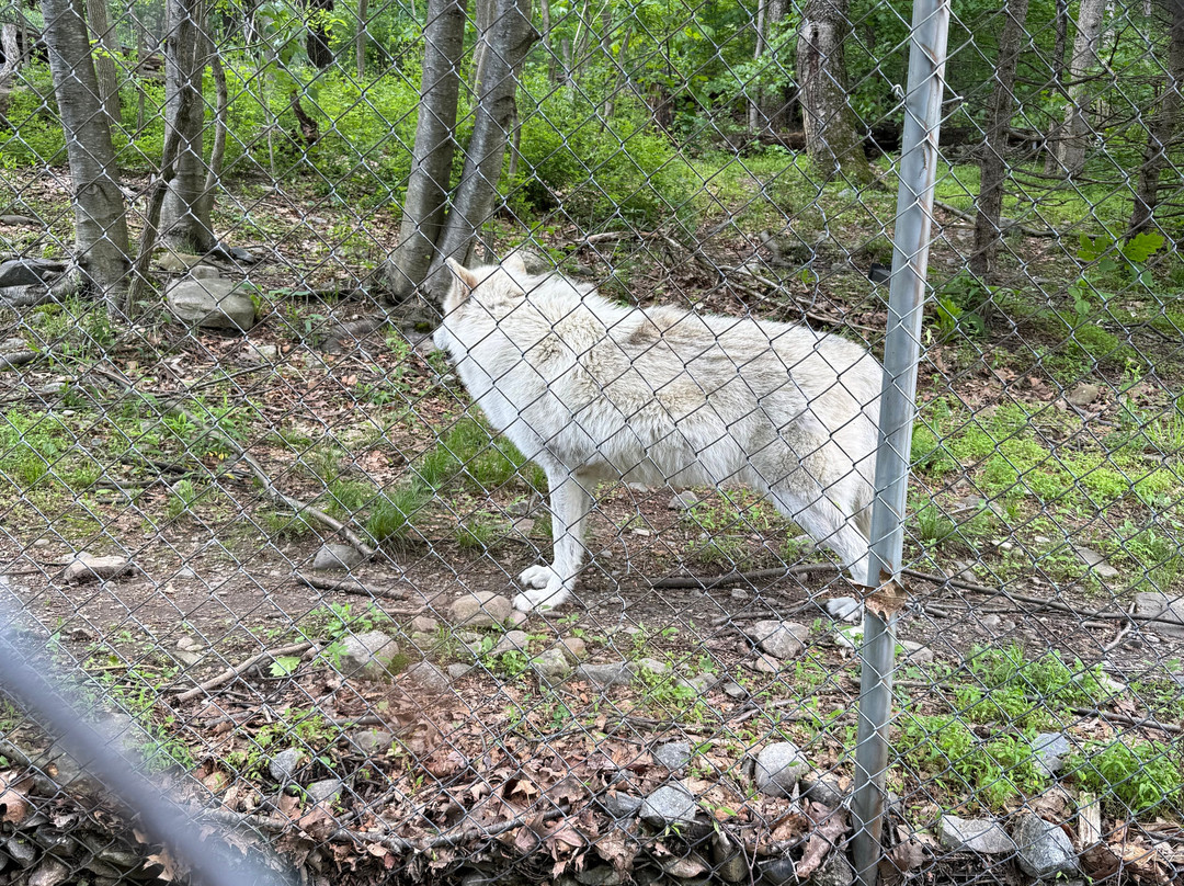 Lakota Wolf Preserve景点图片