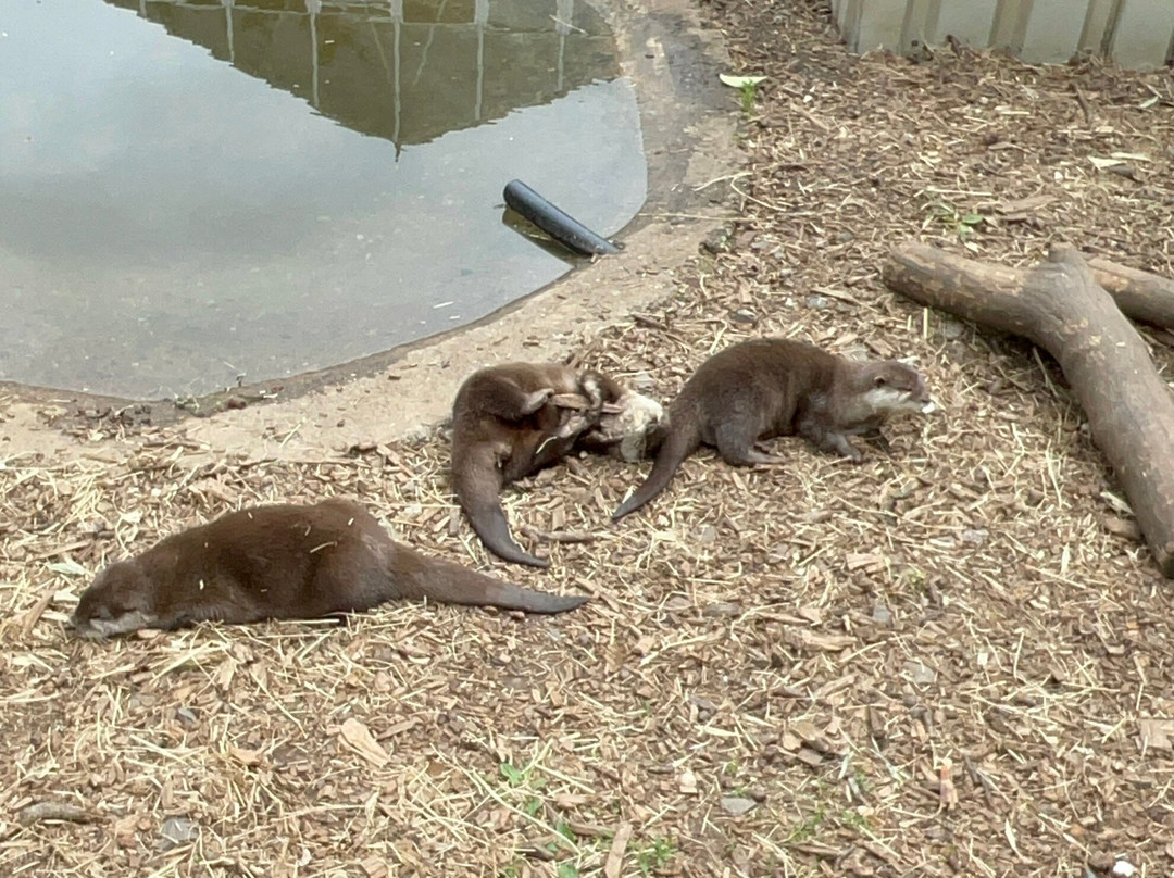 Buckfast Butterfly Farm And Dartmoor Otter Sanctuary-Buckfastleigh必去景点