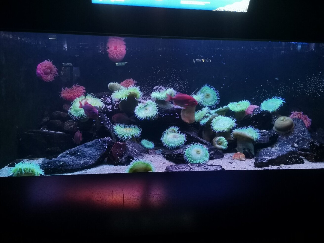 Grand Aquarium景点图片