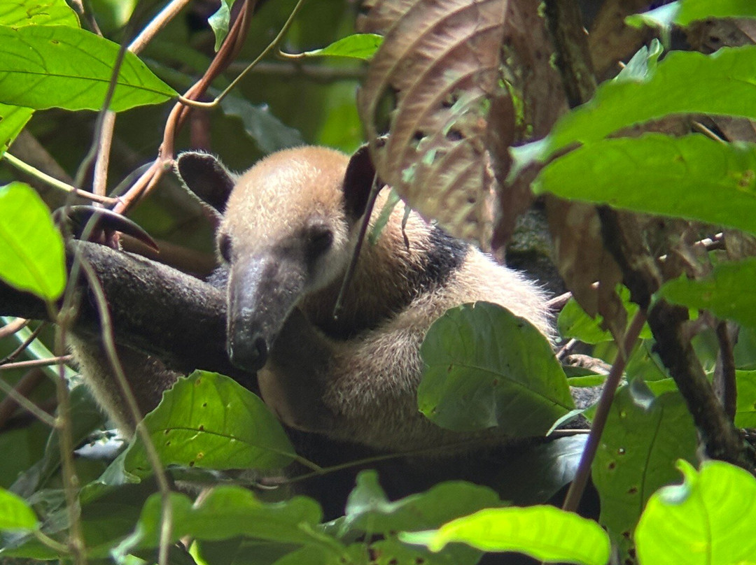 Ficus Tours-希门尼斯港必去景点