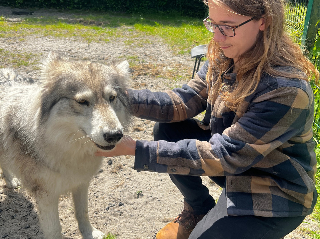 Watermill Wolves Wolf-dog Actors-Bexhill-on-Sea必去景点