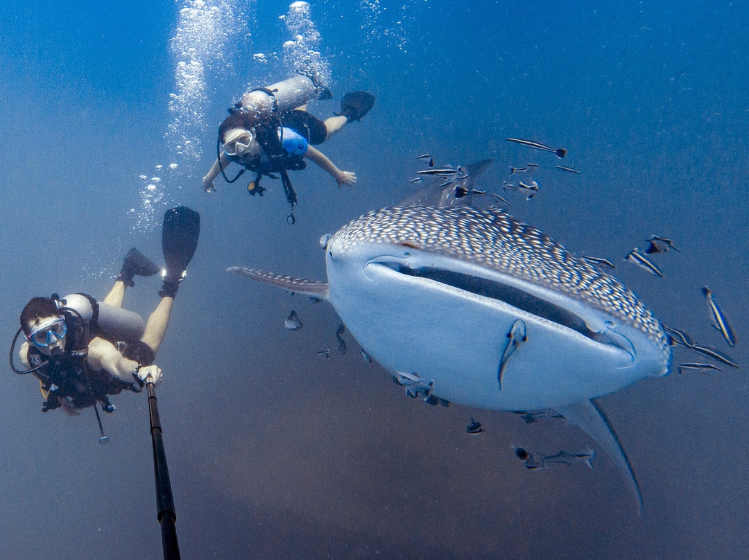 Pattaya Divers-芭堤雅必去景点
