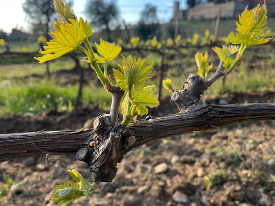 Tours Around Tuscany-锡耶纳必去景点