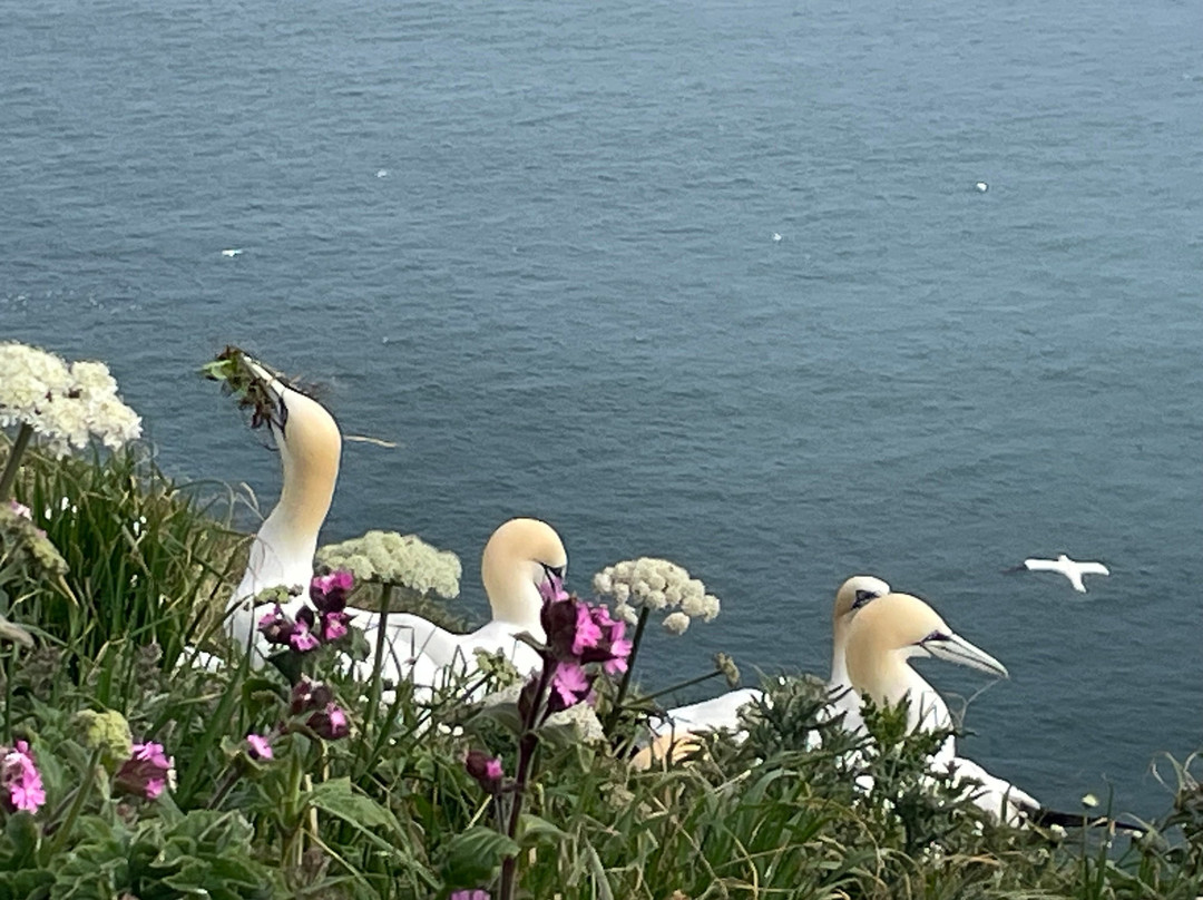 Rspb Bempton Cliffs景点图片