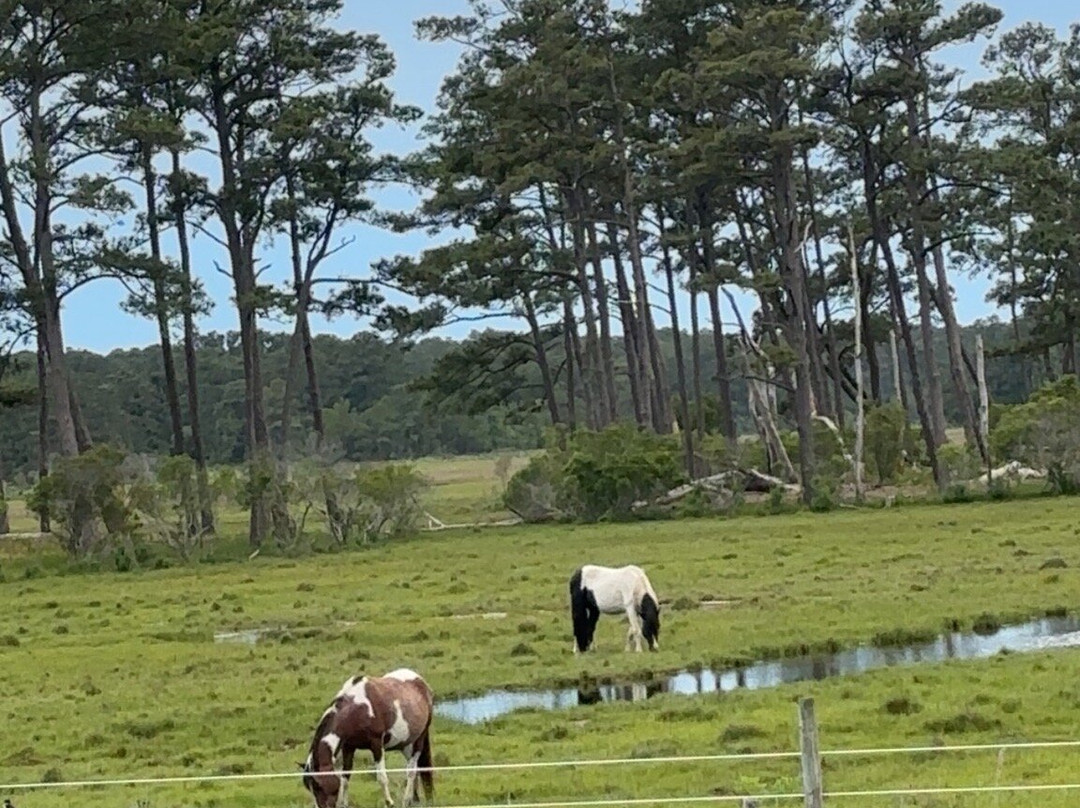 Assateague Beach-Assateague Island必去景点