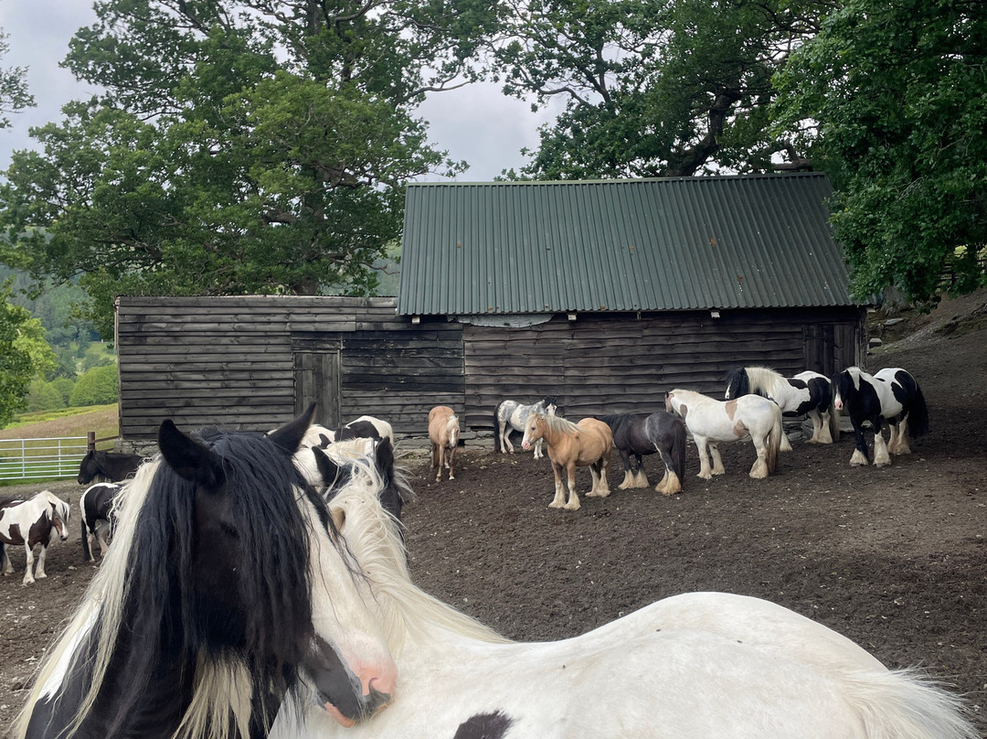 Pony Trekking by Lion Royal Hotel景点图片
