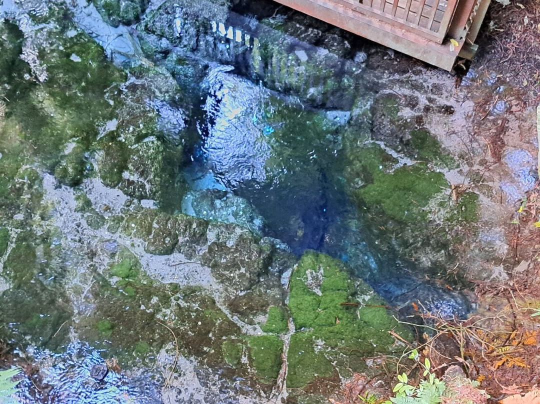 Hamurana Springs Nature Reserve-哈姆拉娜必去景点