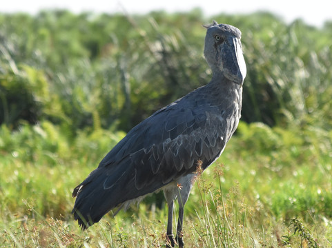 Realm Africa Safaris-恩德培必去景点