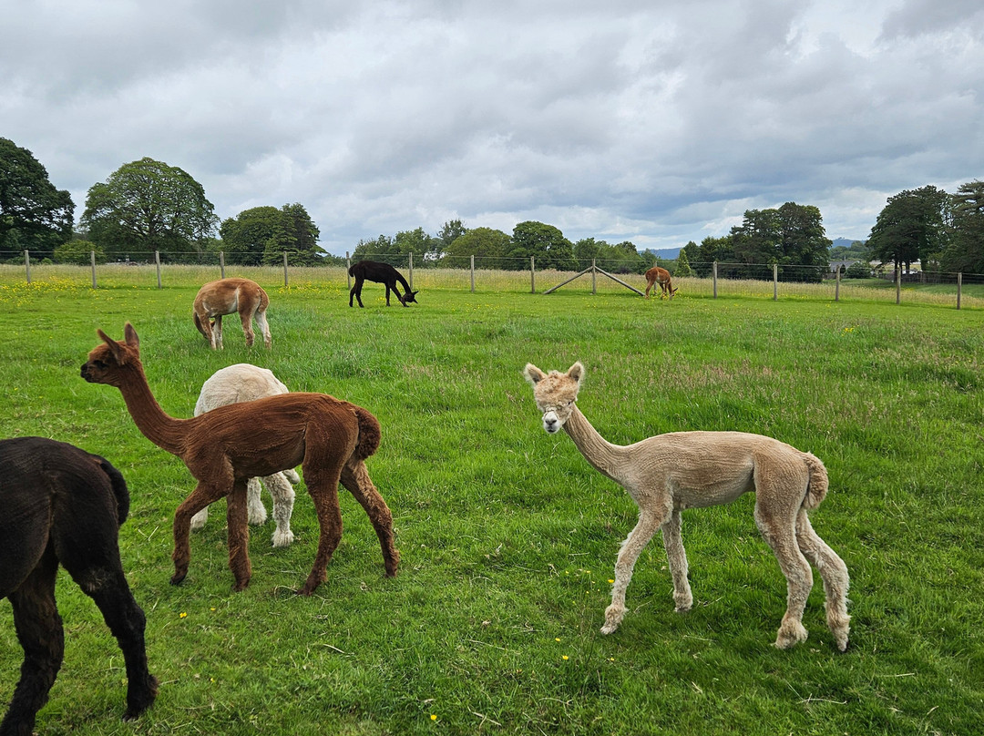 Bardsea Alpacas And Llamas景点图片