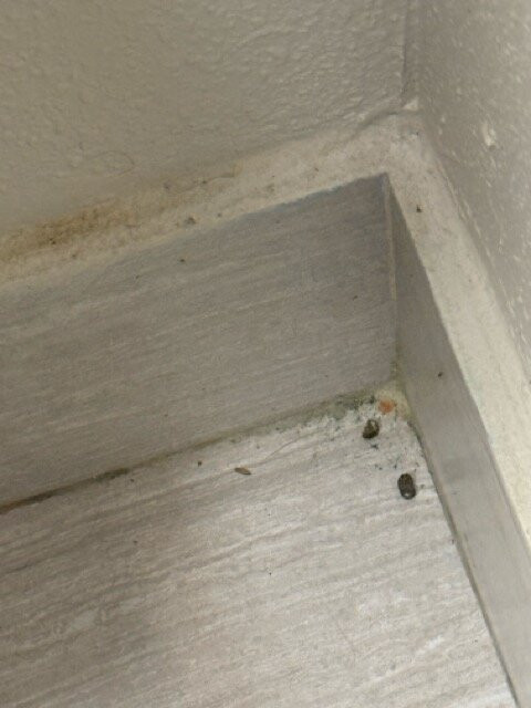 Days Inn by Wyndham Weldon Roanoke Rapids主图