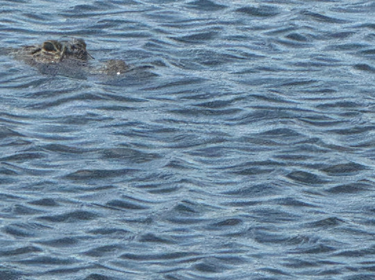 Florida Airboat Rides-庞帕诺比奇必去景点