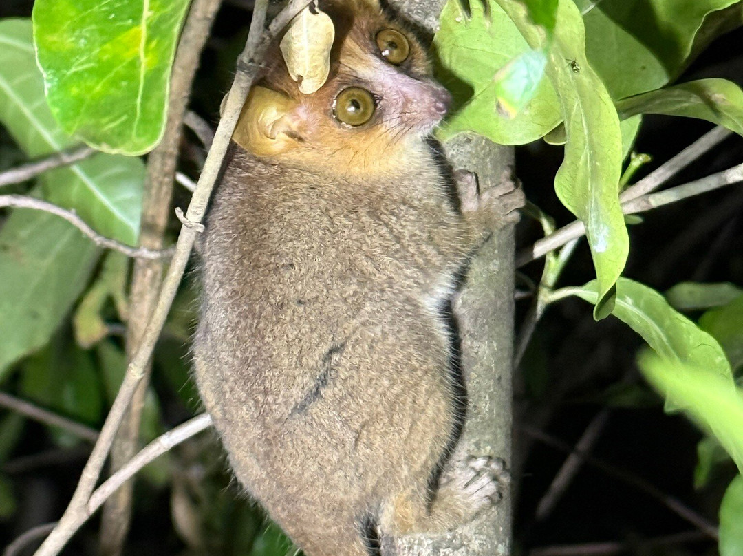 Remote River Expeditions - Madagascar-Morondava必去景点