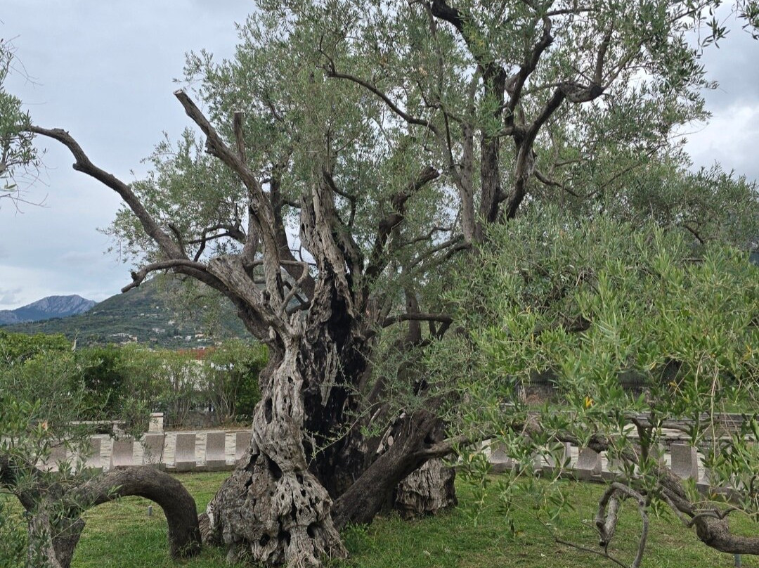 Old Olive Tree-Bar必去景点