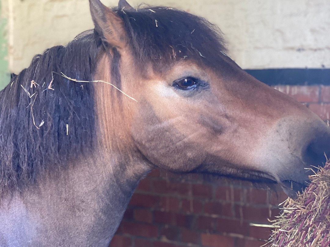 Exmoor Pony Centre-Dulverton必去景点