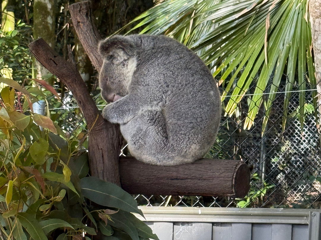 Wildlife HQ Zoo-Woombye必去景点